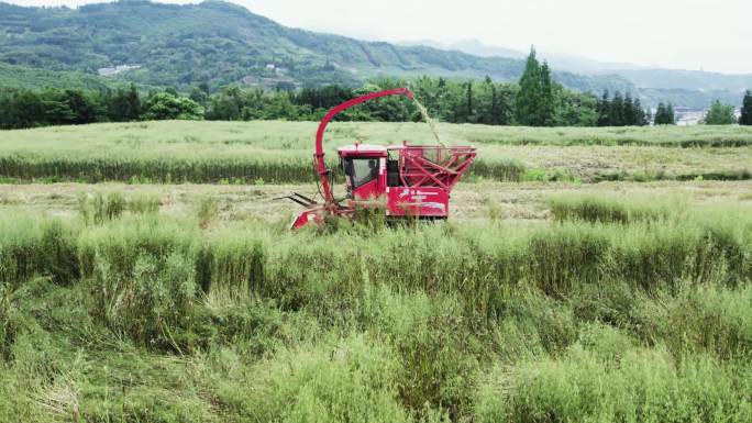 现代农业机械化青储饲料野燕麦收割
