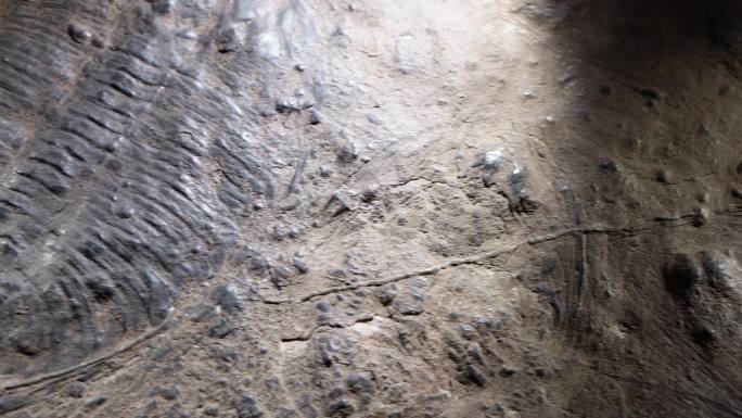 三叶虫化石远古考古 (3)