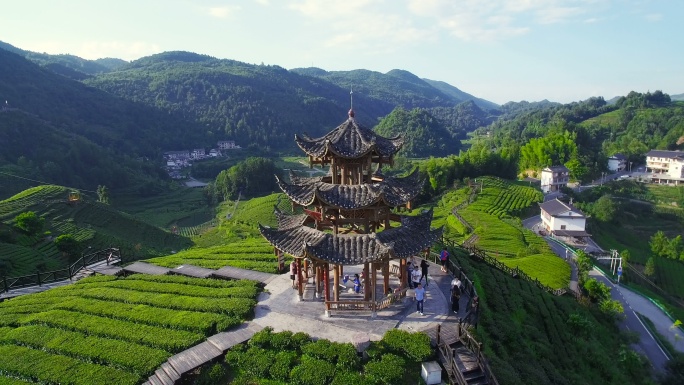 中国湖北茶园鸟瞰图。