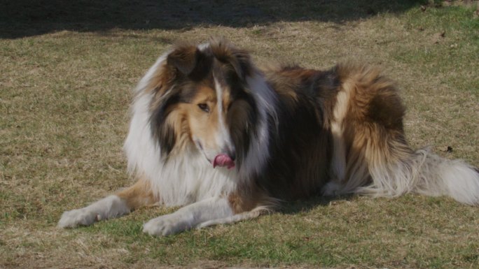 一只粗糙的牧羊犬（苏格兰牧羊犬）躺着的特写镜头（慢镜头）