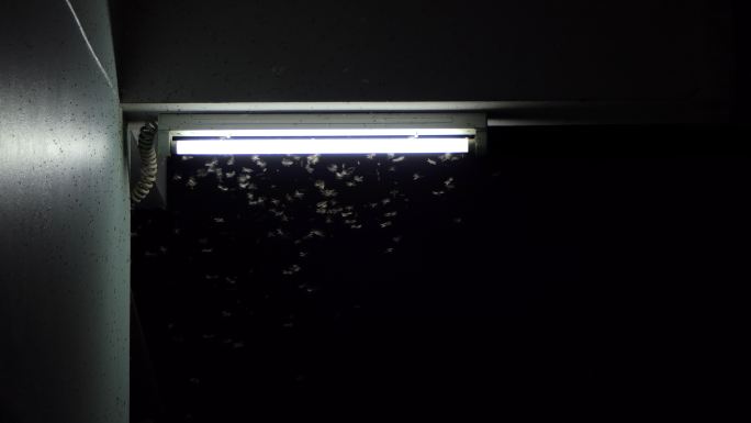 一群蜉蝣在荧光灯周围飞来飞去。