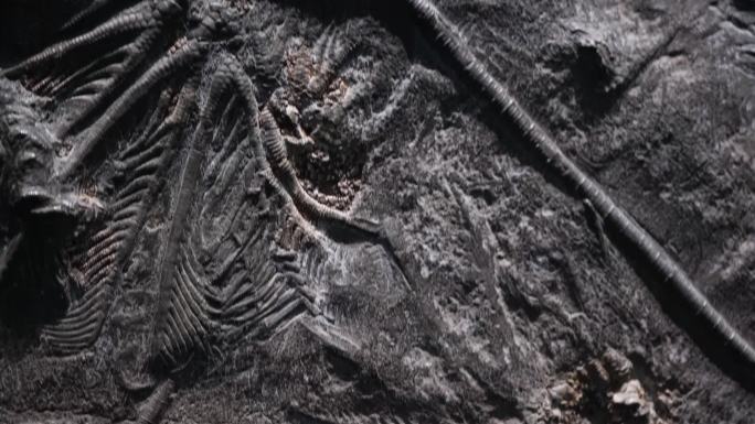 史前水生植物化石 (5)