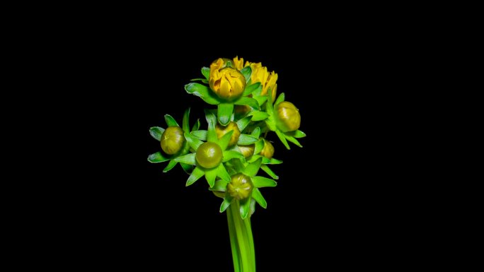 金鸡菊 金鸡菊开花过程 金鸡菊开花延时