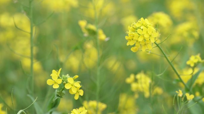 阳光明媚的公园里的花草树木以及蜜蜂