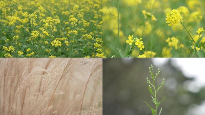 阳光明媚的公园里的花草树木以及蜜蜂