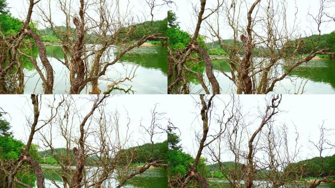 池塘边的枯树