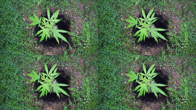 生长在大麻嫩枝上的绿叶特写