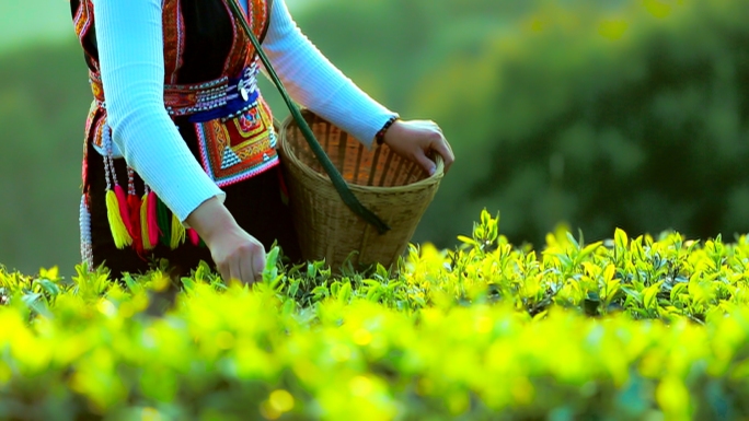 普洱茶采茶茶叶特写高清