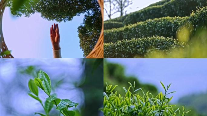 普洱茶采茶茶叶特写高清