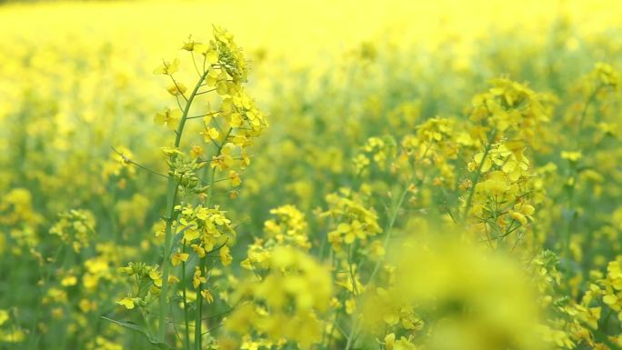 小清新、夏天、树影、油菜花