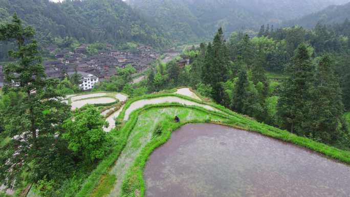 田野