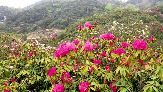 百里杜鹃花海（二）