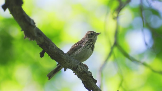 小鸟树琵琶坐在一棵干枯的树上唱歌。