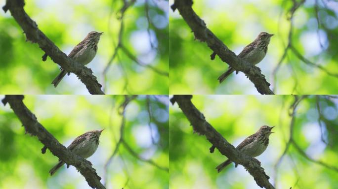 小鸟树琵琶坐在一棵干枯的树上唱歌。