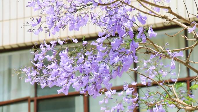 蓝楹花特写