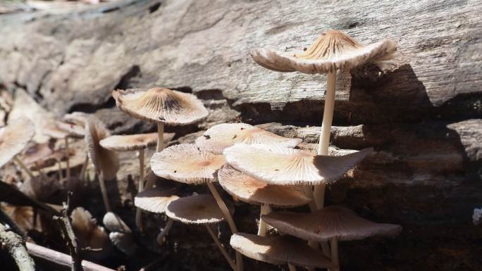 原木上的蘑菇树上的蘑菇