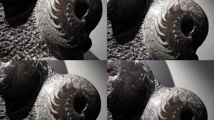 古生物史前生物鹦鹉螺化石 (6)