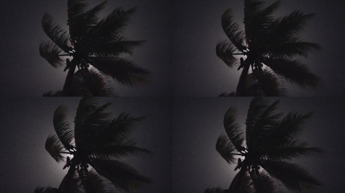 月光穿过棕榈叶椰树