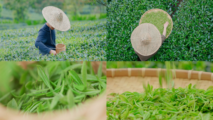 【4K】茶山采茶泡茶品茶