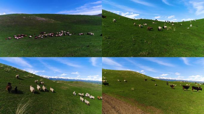草原生活 中国新疆 羊群 实景航拍