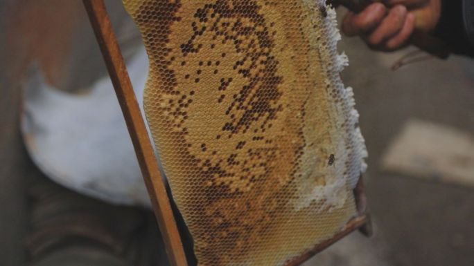 养蜜蜂收蜂蜜 卖蜂蜜