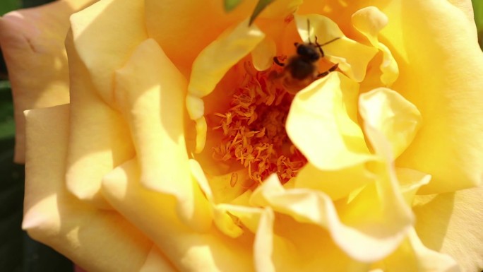 蜜蜂采蜜过程