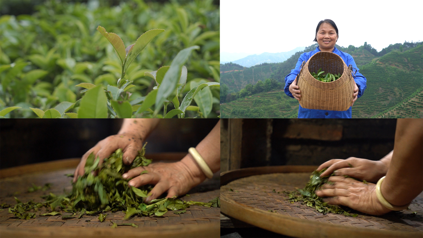 苍梧六堡茶传承工艺