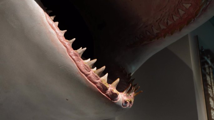 大白鲨鲨鱼牙齿模型 (5)