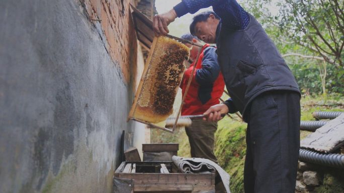 养蜜蜂收蜂蜜