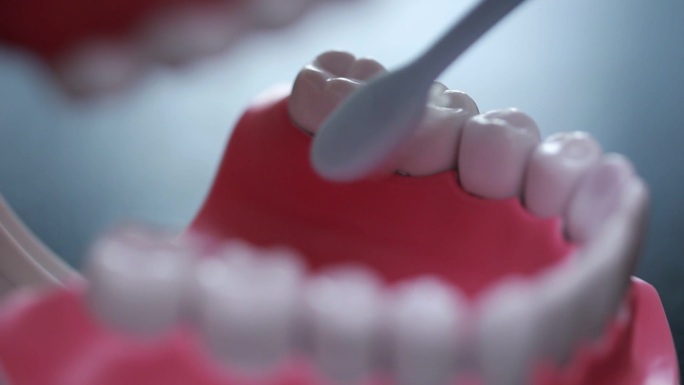 【镜头合集】牙齿模型演示刷牙方法