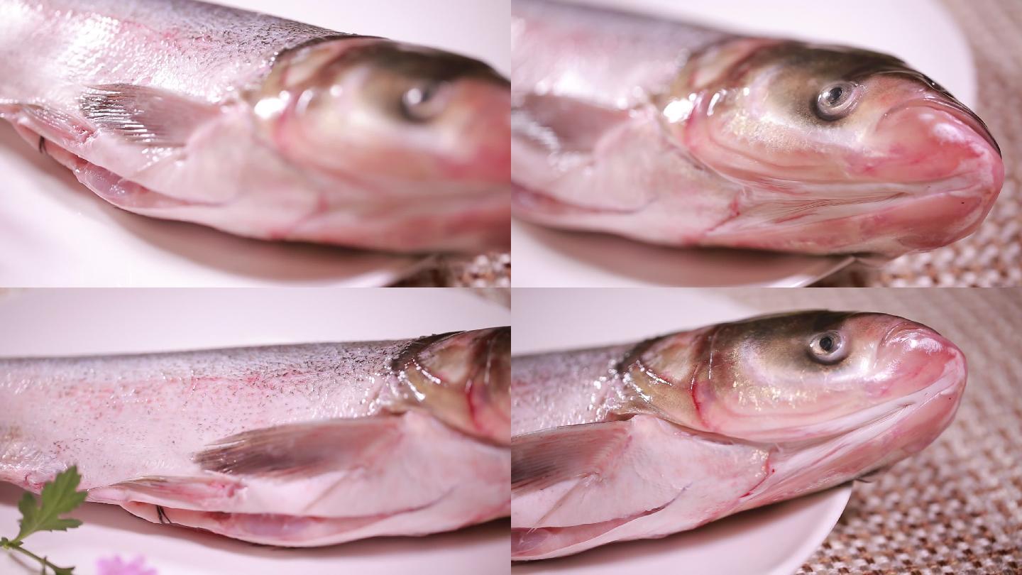 【镜头合集】白鲢鱼大头鱼胖头鱼  (1)