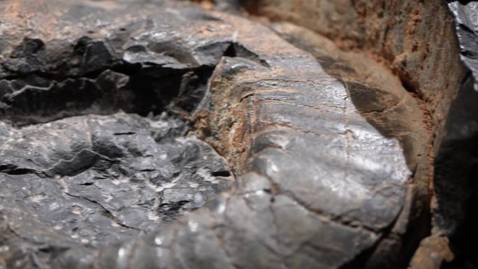 古生物史前生物鹦鹉螺化石 (1)