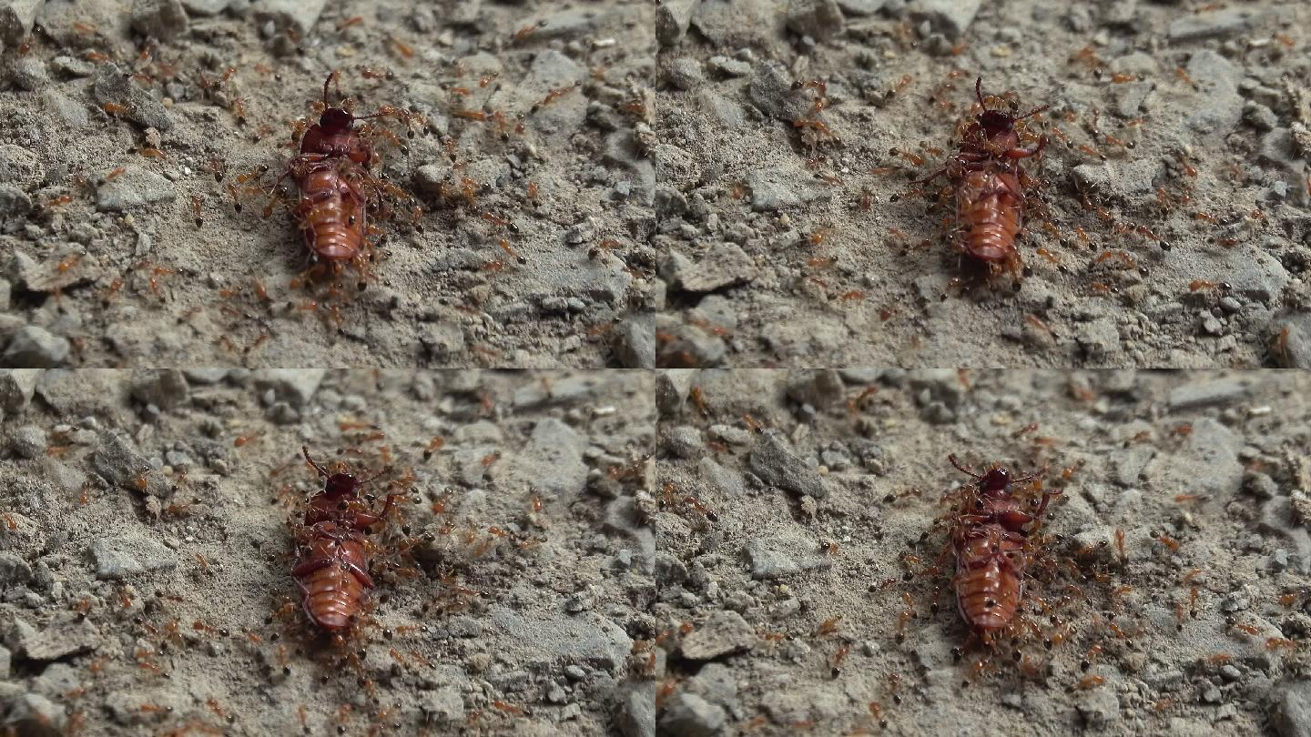 食蚁甲虫食蚁甲虫