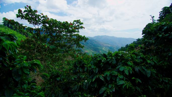 咖啡树位于中美洲的乡村山区。这显示了咖啡的范围，以及它的来源！