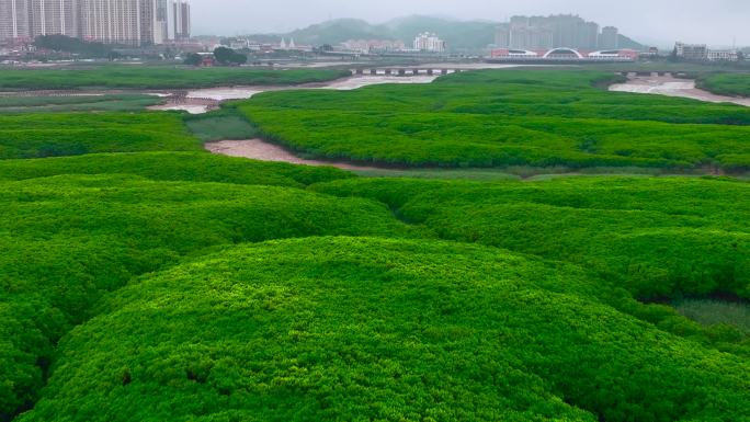 4K航拍福建泉州洛阳桥红树林