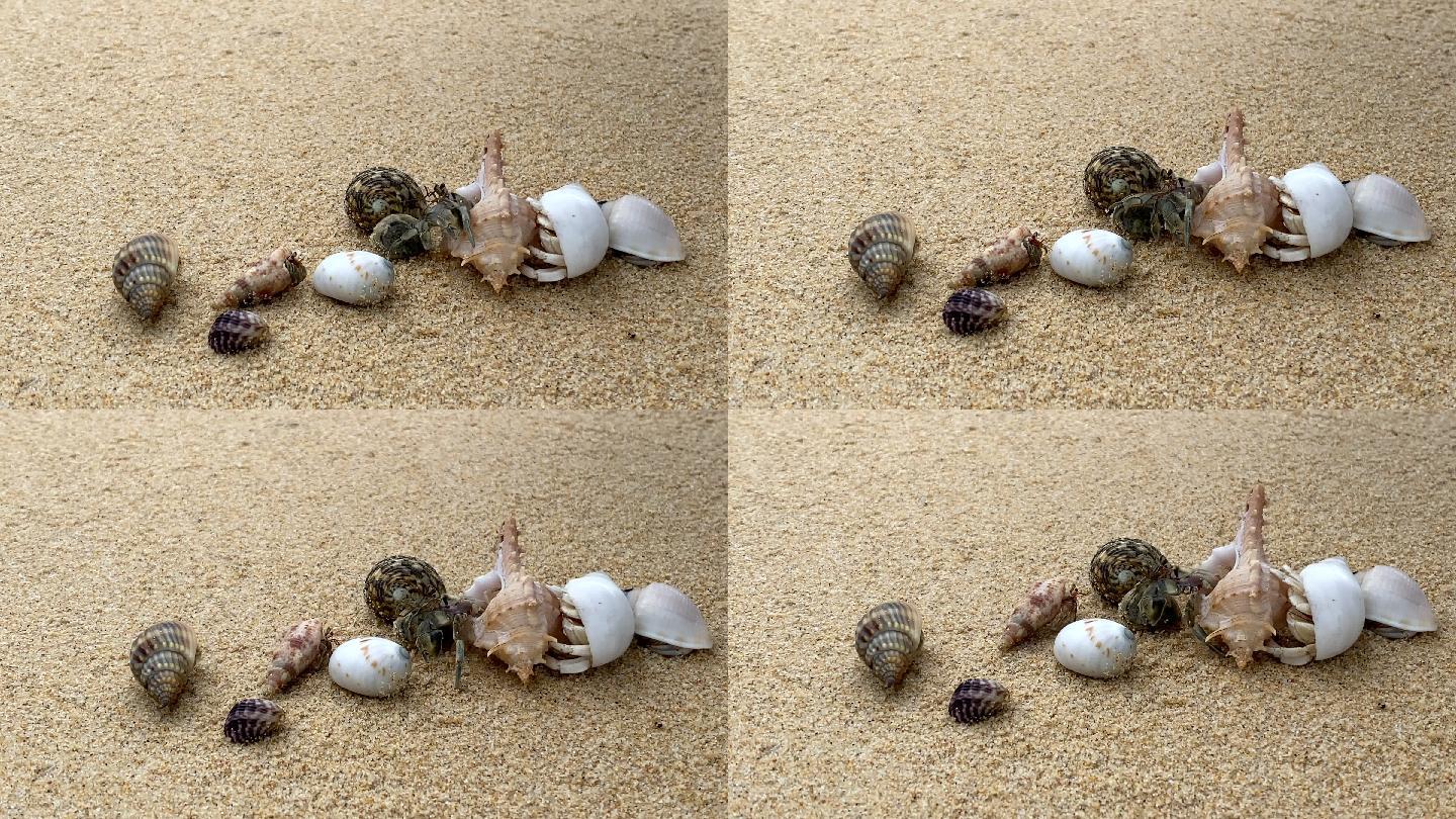 爪子凸起的螃蟹在沙滩上行走