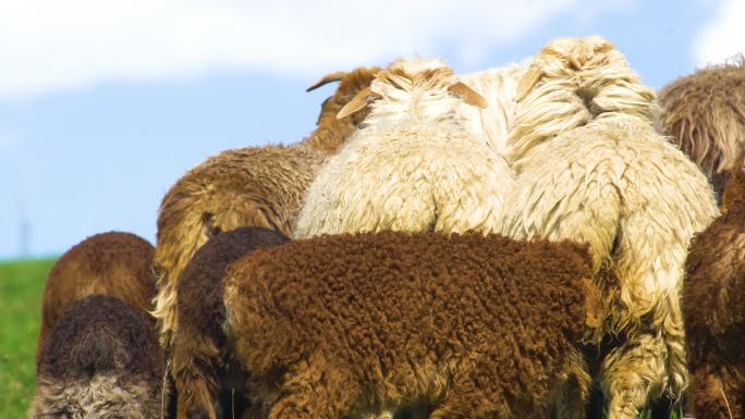 草原生活 中国新疆 雪山 羊群 实景航拍
