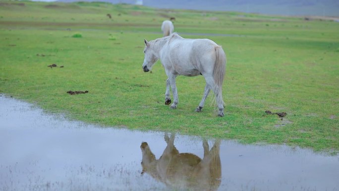 青海湖边草原白马