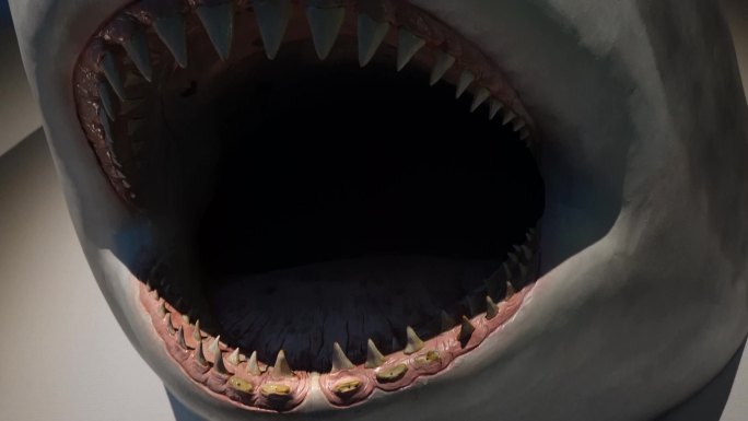 大白鲨鲨鱼牙齿模型 (2)