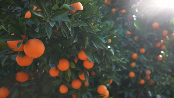 阳光明媚的日子里，橘子园是橘子园。
