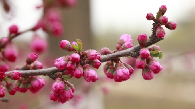 小桃花