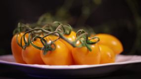 【镜头合集】黄柿子黄番茄灯笼番茄视频素材
