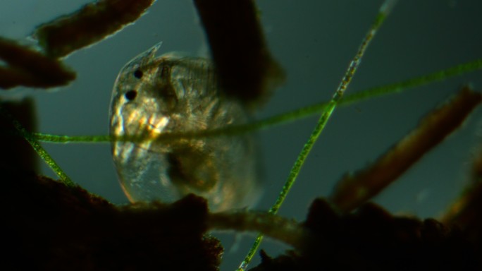 水蚤的显微镜观察螨虫细菌