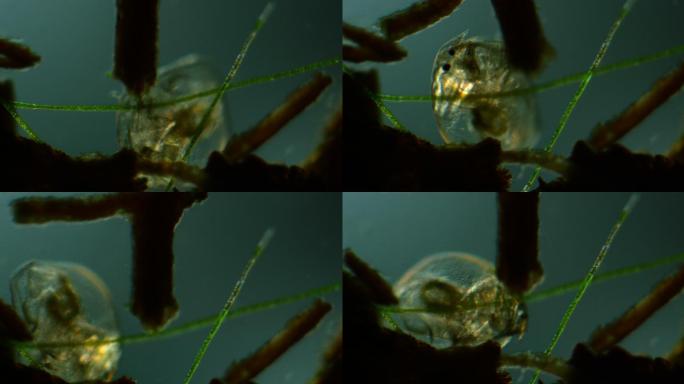 水蚤的显微镜观察螨虫细菌