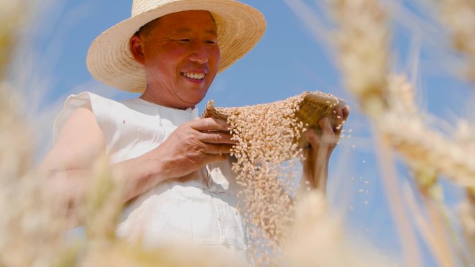 麦子丰收收麦子乡村振兴麦穗麦田