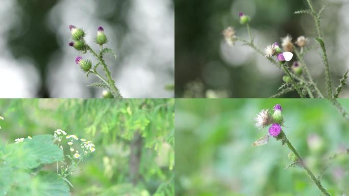 春日 花 草 蝴蝶 特写 空镜A006