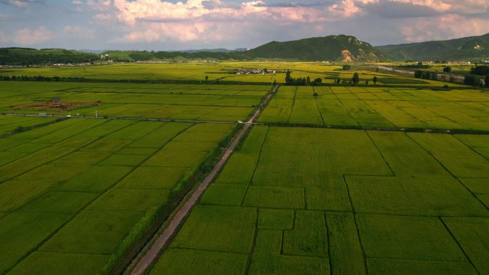 水稻-谷物种植场鸟瞰图
