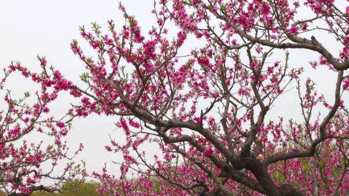 4k桃花春天桃花园桃园