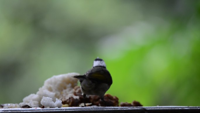 尼康相机镜头下的白头翁