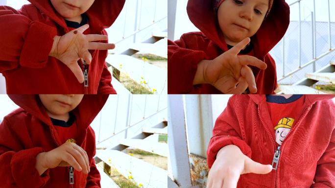好奇的孩子看着手中的瓢虫